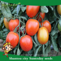 Suntoday mayorista rio roma grande determinada siembra de indio rojo sgyanta 1359 semillas de tomate abiertas archivadas (22015)